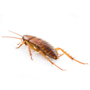 Disinfestazione blatte Disinfestazione blatte