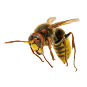 Disinfestazione vespe e calabroni