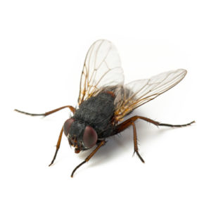 per tenere lontani mosche Confezione da 8 coperture in rete per alimenti Elcoho riutilizzabili e pieghevoli insetti e zanzare 12 pollici bianco 
