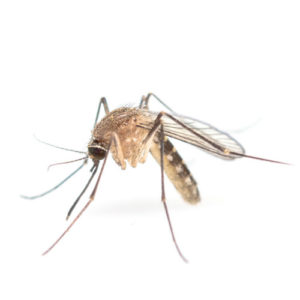 disinfestazione mosche e zanzare